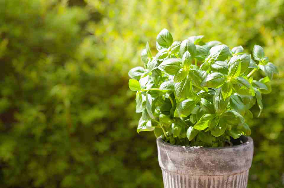 Ayurveda & Well-being